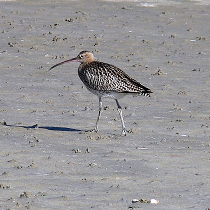 ferienwohnung-cuxhaven-brachvogel-1