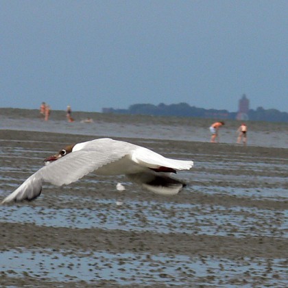 ferienwohnung-cuxhaven-moewe-3