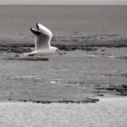 ferienwohnung-cuxhaven-moewe-4