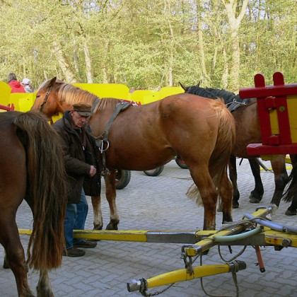 ferienwohnung-cuxhaven-wattwagenfahrt-1