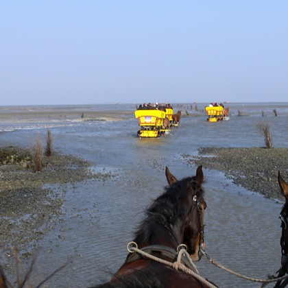 ferienwohnung-cuxhaven-wattwagenfahrt-5