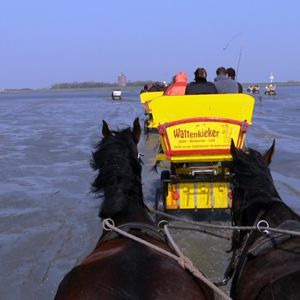 ferienwohnung-cuxhaven-wattwagenfahrt-6