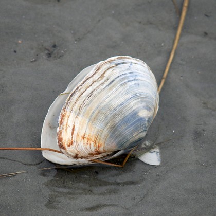 ferienwohnung-cuxhaven-wattenmeer-12