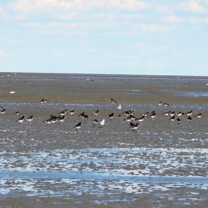 ferienwohnung-cuxhaven-wattwanderung-scharhoern-14