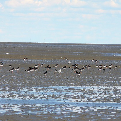 ferienwohnung-cuxhaven-wattwanderung-scharhoern-14