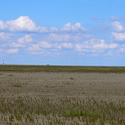 ferienwohnung-cuxhaven-wattwanderung-scharhoern-16