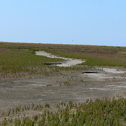 ferienwohnung-cuxhaven-wattwanderung-scharhoern-18