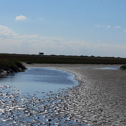 ferienwohnung-cuxhaven-wattwanderung-scharhoern-19